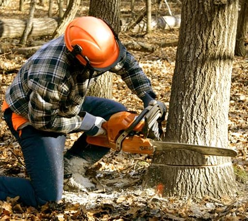 Tree Removal in Fish Creek, WI